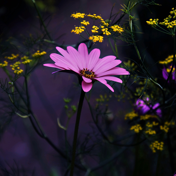 Nature